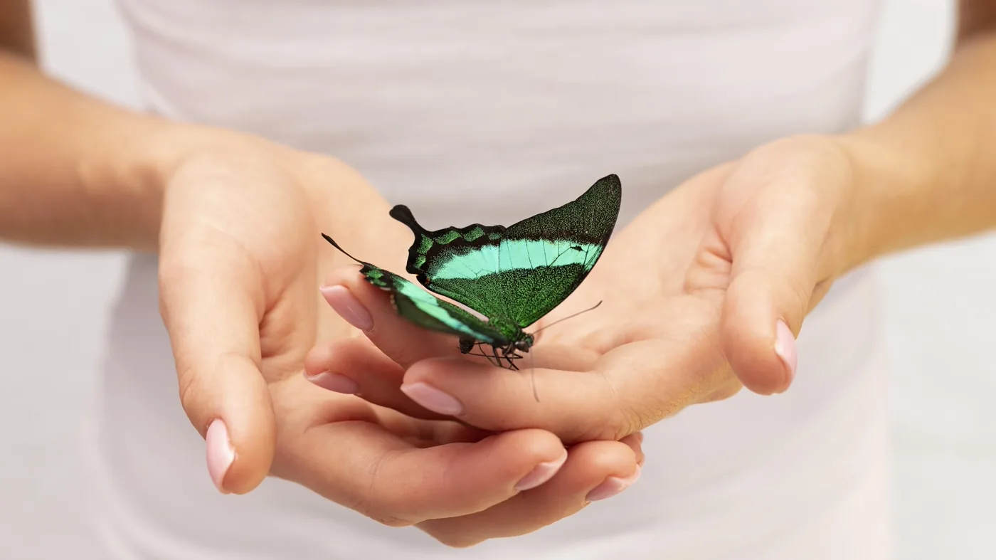 Manos sosteniendo con cuidado una mariposa